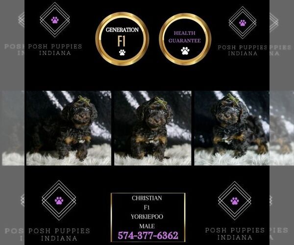 Medium Photo #9 Yorkipoo Puppy For Sale in WARSAW, IN, USA