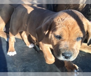 America Bandogge Mastiff Puppy for sale in FORT GARLAND, CO, USA