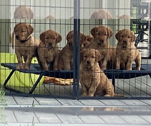 Golden Retriever Puppy for sale in MINNEAPOLIS, MN, USA