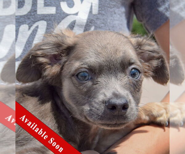 Medium Photo #1 Chion Puppy For Sale in Huntley, IL, USA