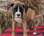 Small Photo #8 Boxer Puppy For Sale in GOSHEN, IN, USA