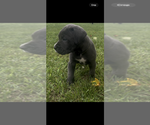 Puppy Puppy 4 Cane Corso