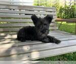 Small Photo #3 Schnauzer (Miniature) Puppy For Sale in HOLLYWOOD, FL, USA