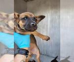 Small Chihuahua Mix