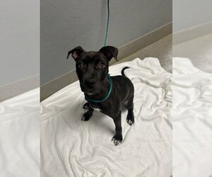 Mutt Dogs for adoption in Las Vegas, NV, USA