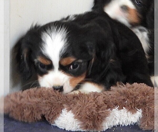 Medium Photo #6 Cavalier King Charles Spaniel Puppy For Sale in CARLISLE, KY, USA