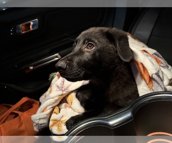 Medium Photo #9 German Shepherd Dog Puppy For Sale in HAMILTON, VA, USA