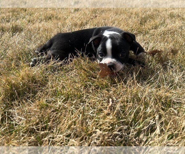 Medium Photo #18 Boston Terrier Puppy For Sale in GENOA, NE, USA