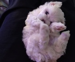 Small Photo #2 Maltese Puppy For Sale in BAINBRIDGE, PA, USA