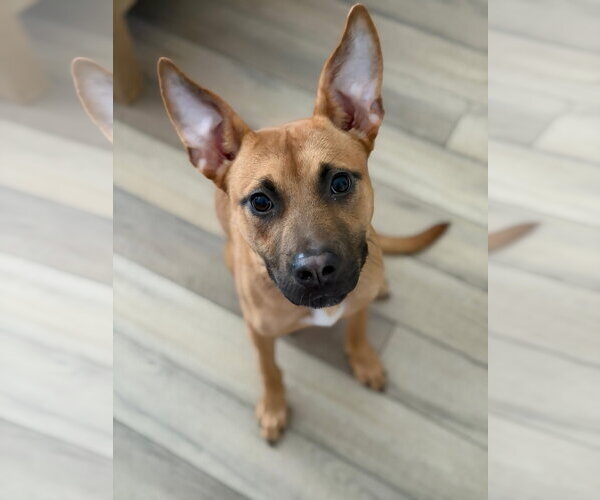 Medium Photo #1 American Staffordshire Terrier-Unknown Mix Puppy For Sale in Cary, NC, USA