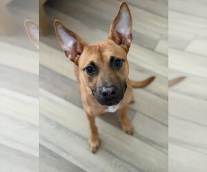 American Staffordshire Terrier-Unknown Mix Dogs for adoption in Cary, NC, USA