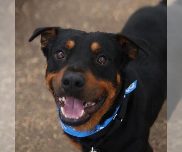 Medium Photo #1 Rottweiler-Unknown Mix Puppy For Sale in San Antonio, TX, USA