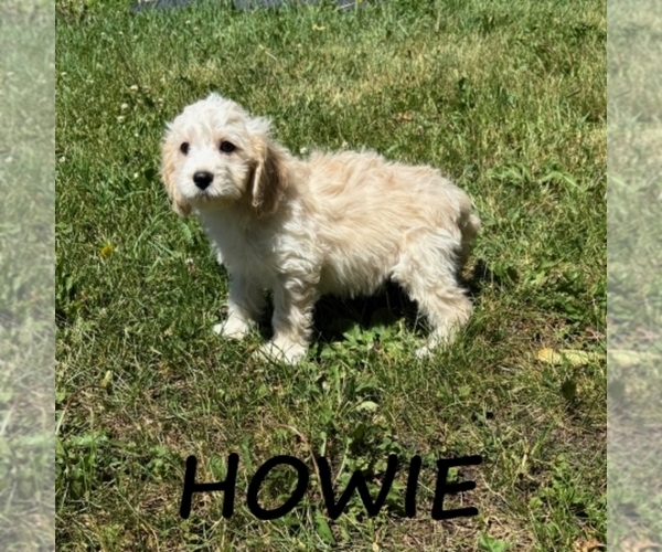 Medium Photo #2 Cockapoo (Miniature) Puppy For Sale in HARTLAND, MN, USA