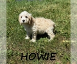 Small #1 Cockapoo (Miniature)