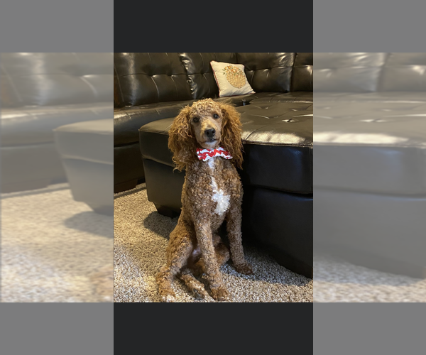 Full screen Photo #1 Bernedoodle (Miniature) Puppy For Sale in OSTRANDER, OH, USA