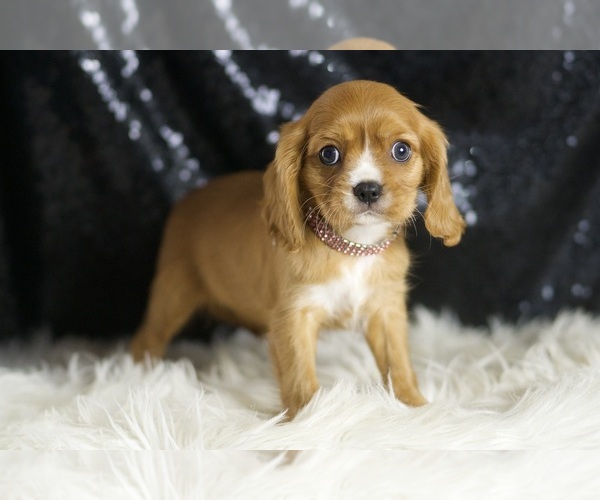 Medium Photo #3 Cavalier King Charles Spaniel Puppy For Sale in WARSAW, IN, USA