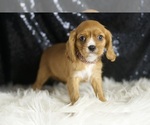 Small #2 Cavalier King Charles Spaniel