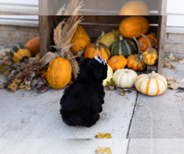 Medium Photo #4 YorkiePoo Puppy For Sale in MILLERSBURG, IN, USA