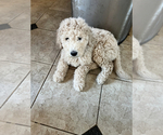 Small Photo #12 Labradoodle Puppy For Sale in CONCORD, CA, USA