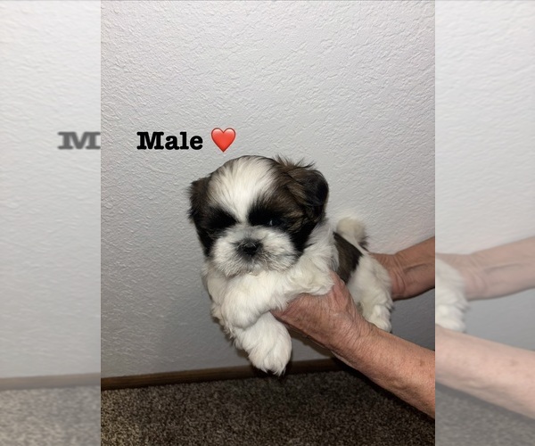 Medium Photo #1 Shih Tzu Puppy For Sale in OUTLOOK, WA, USA