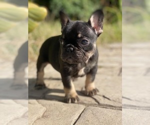 French Bulldog Puppy for sale in SAN DIEGO, CA, USA