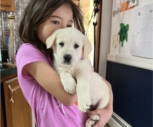 Golden Shepherd Puppy for Sale in MARLBOROUGH, New Hampshire USA