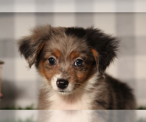 Aussie-Poo Puppy for sale in MARIETTA, GA, USA