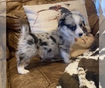 Small Photo #10 Aussie-Corgi Puppy For Sale in LUBBOCK, TX, USA