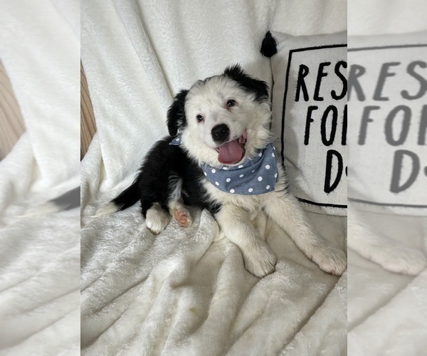 Medium Photo #1 Australian Shepherd Puppy For Sale in GREENFIELD, IN, USA