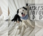 Small Australian Shepherd