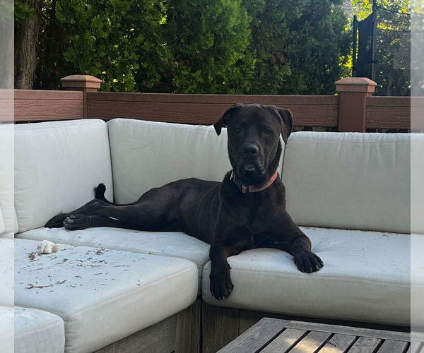 Medium Photo #4 Labrottie Puppy For Sale in Salt Lake City, UT, USA