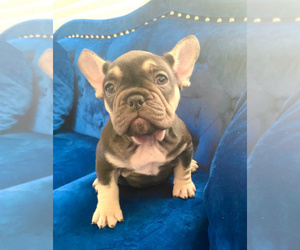 French Bulldog Puppy for sale in ATLANTA, GA, USA