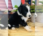 Small #1 Aussiedoodle