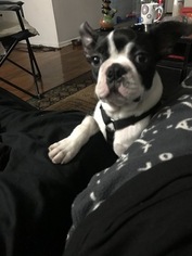 Boston Terrier Puppy for sale in PARLIN, NJ, USA
