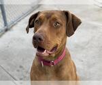 Small #1 Doberman Pinscher Mix