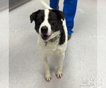 Small #4 Colonial Cocker Spaniel-Pointer Mix