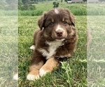 Small Photo #8 Australian Shepherd Puppy For Sale in HILLSBORO, WI, USA
