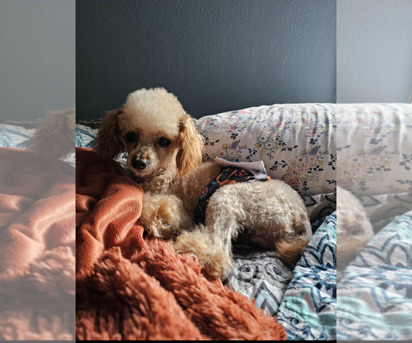 Medium Photo #1 Poodle (Miniature) Puppy For Sale in Sioux Falls, SD, USA