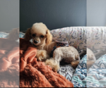 Small Poodle (Miniature)