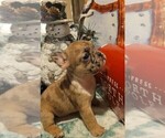 Small Photo #9 French Bulldog Puppy For Sale in SAINT MATTHEWS, SC, USA