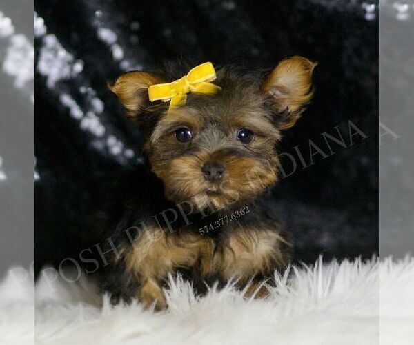 Medium Photo #4 Yorkshire Terrier Puppy For Sale in WARSAW, IN, USA