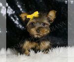 Small #3 Yorkshire Terrier