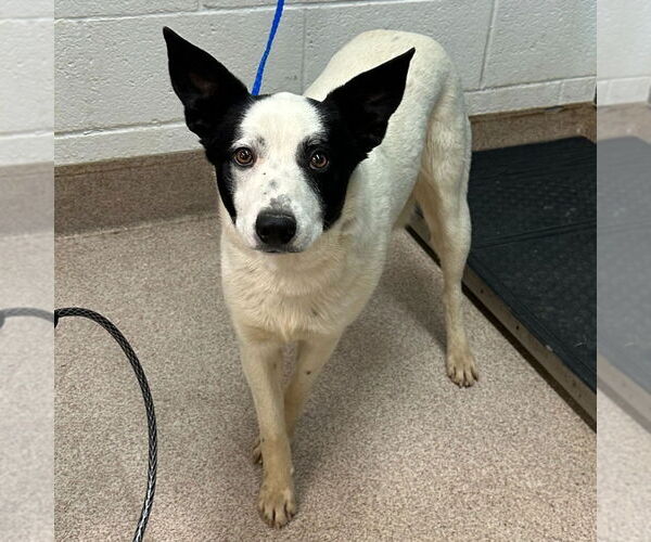 Medium Photo #2 Collie-Unknown Mix Puppy For Sale in Canton, CT, USA