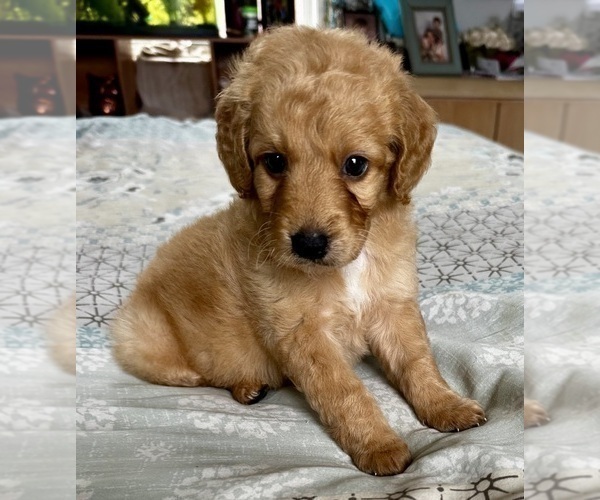 Medium Photo #18 Goldendoodle (Miniature) Puppy For Sale in PENSACOLA, FL, USA