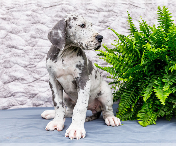 Medium Photo #4 Great Dane Puppy For Sale in WAKARUSA, IN, USA
