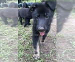 Small #2 German Shepherd Dog