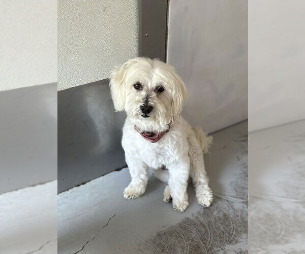 Medium Photo #2 Maltese Puppy For Sale in Studio City, CA, USA