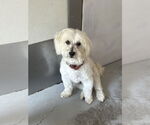 Small #1 Maltese