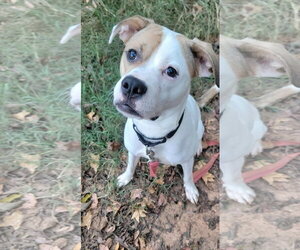 American Staffordshire Terrier-Unknown Mix Dogs for adoption in Arlington, VA, USA