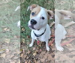 Small American Staffordshire Terrier Mix